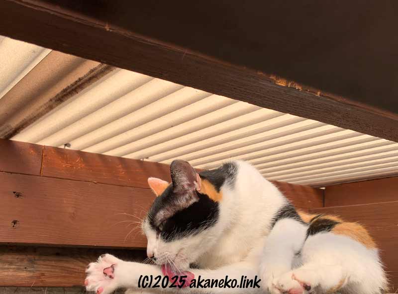 庇とポリカ屋根の間で毛繕いする猫