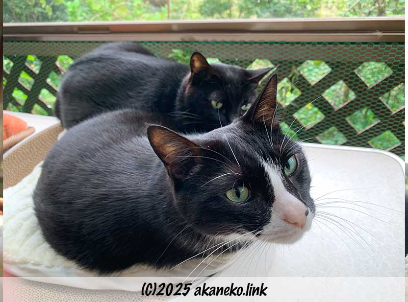 バリバリボウルの上の2匹の猫