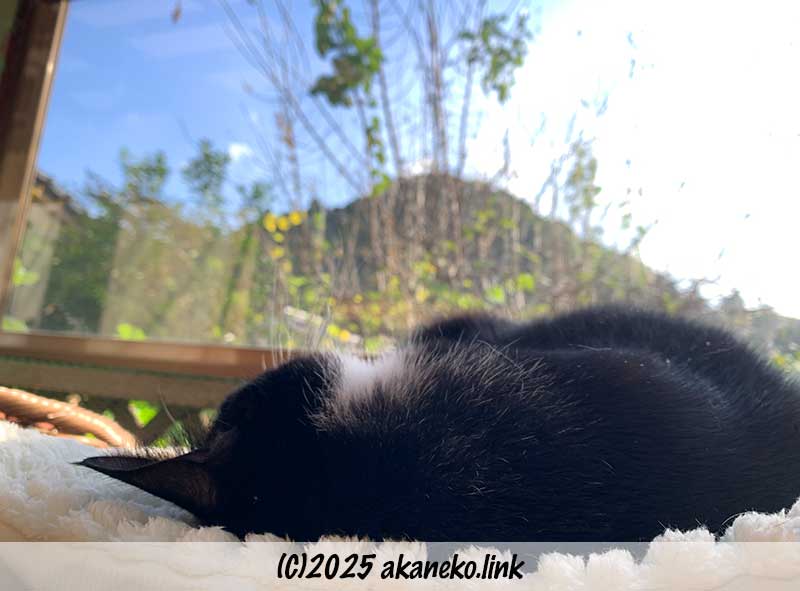 昼寝している猫