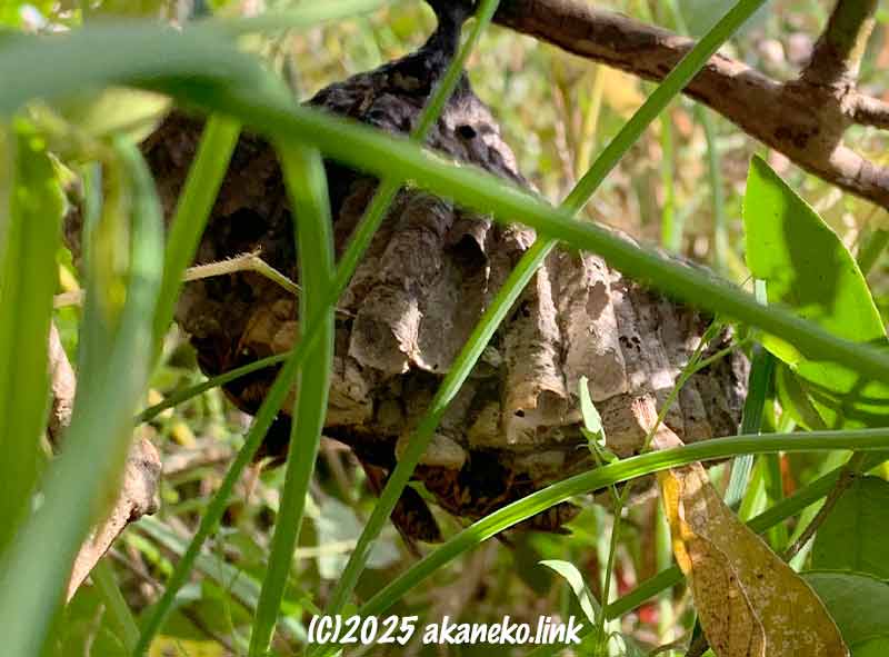 11月下旬のアシナガバチの巣に残っている女王蜂たち