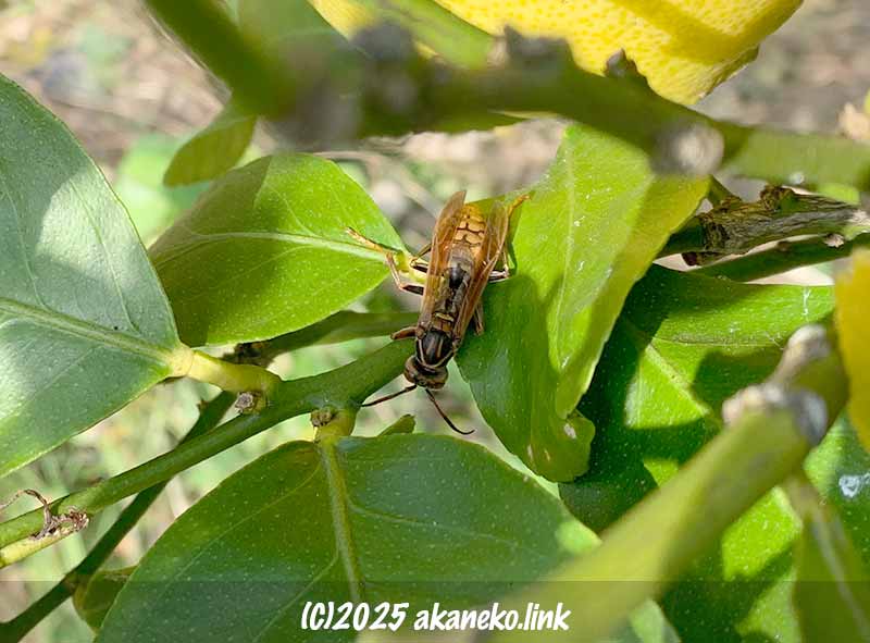 レモンの葉上の12月のアシナガバチのオス