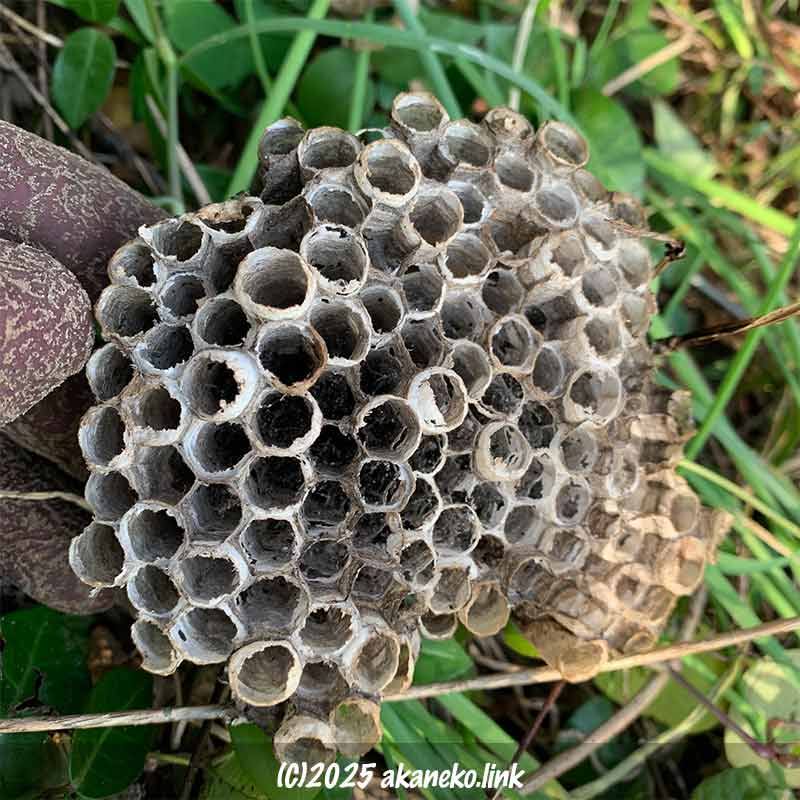巣離れの終わった空のキアシナガバチの巣