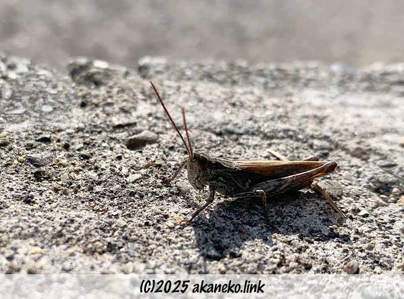 11月下旬のバッタ