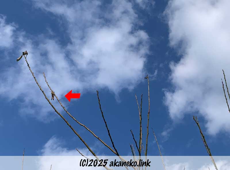 地上4メートルほどの枝先にしがみついて死んでいるツチイナゴ