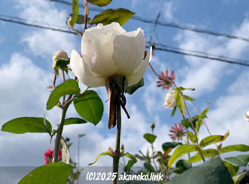 バラにしがみついて死んでいるツチイナゴ