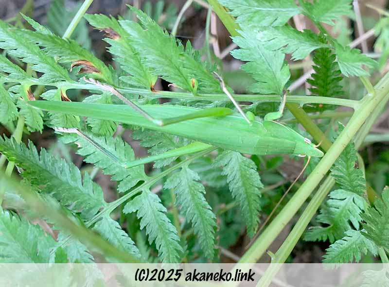 シダの葉上のクビキリギス